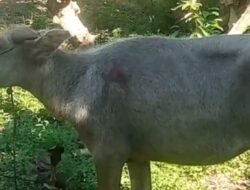 Kerbau Milik Yohanes Tende Boro di Sumba Barat Daya Digondol Pencuri