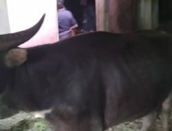 Dua Ekor Kerbau Milik Gheda Biri Ditemukan di Rumah Tua Desa Mali Iha